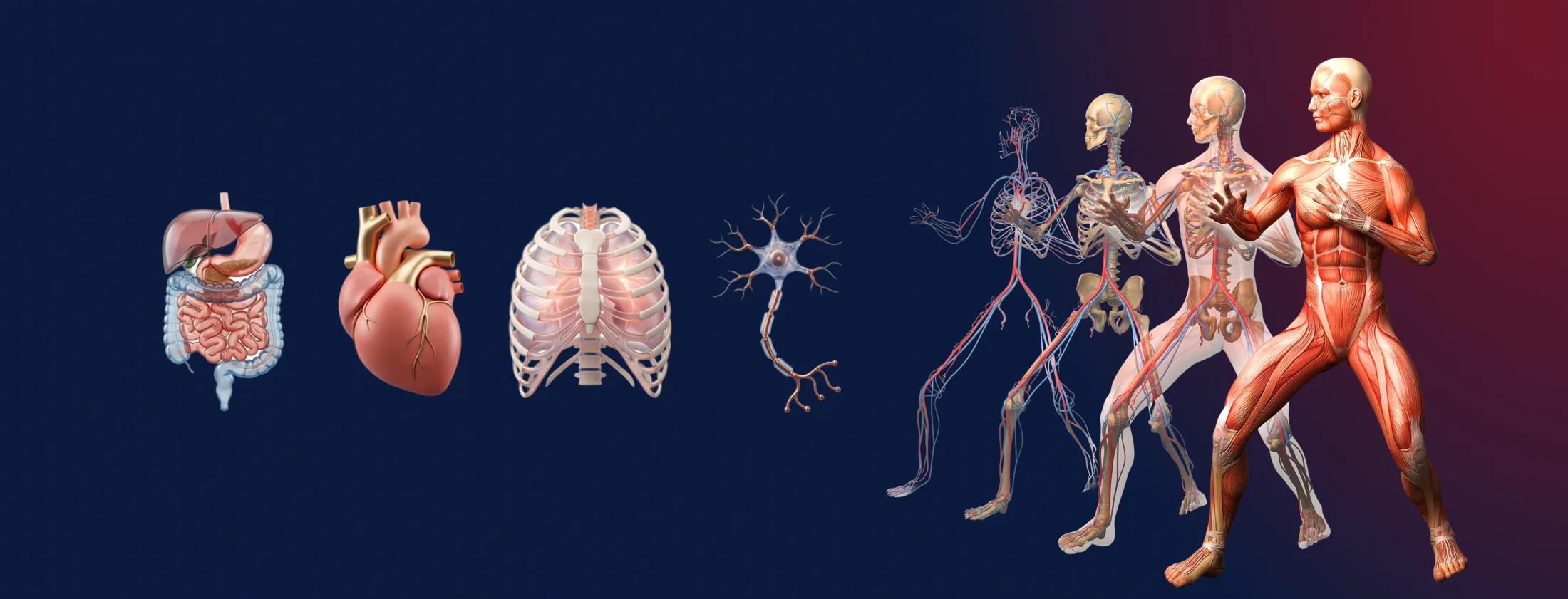 Human anatomy systems covered throughout the course